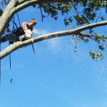 tree-loppers