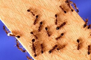 Pest And Termite Control Service