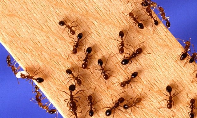Pest And Termite Control Service
